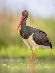 Black stork foraging in shallow water