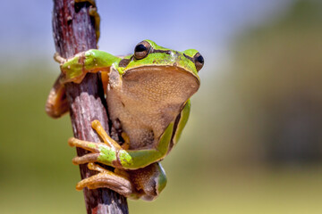 Climbing tree frog