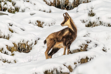Chamois in the snow of Pyrenees