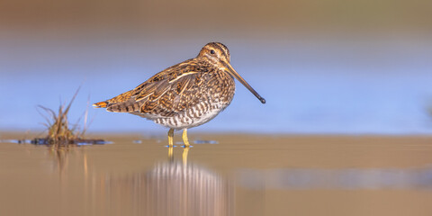 Common snipe wader bird in shallow water background