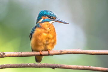 Common European Kingfisher