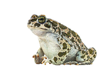 European green toad on white background