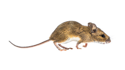 Sneaky mouse isolated on white background