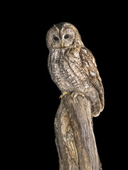 tawny owl perched on trunk