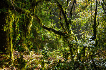 Moss Overgrown Trees in a Natural Forest in Southern Albania