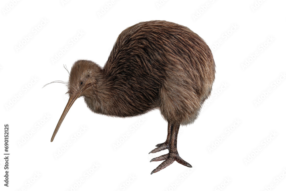 Wall mural wild brown kiwi bird isolated png