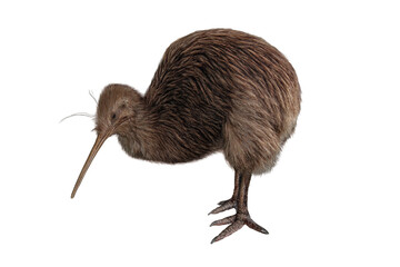 wild brown kiwi bird isolated png