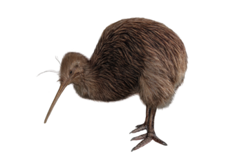 wild brown kiwi bird isolated png