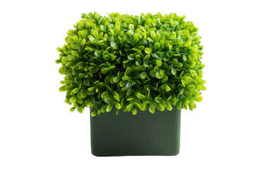 Tiny Topiary On Transparent Background