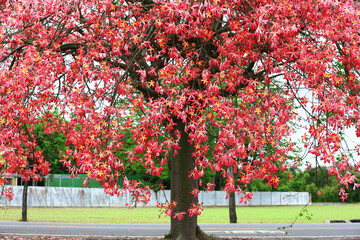 beautiful Scenery with blooming flowers of Floss-silk Tree or Silk floss Tree,red with yellow...