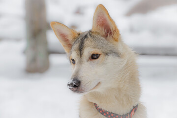 Closeup portrait photo of adorable mongrel dog.