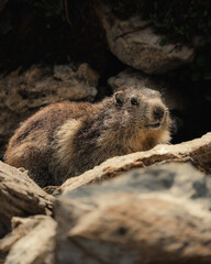 marmotte jolie montagne alpes France