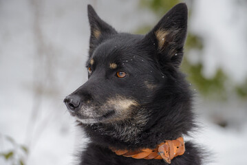 Closeup portrait photo of adorable mongrel dog.
