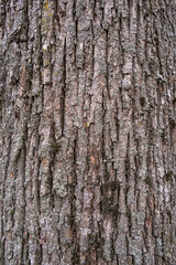brown tree bark texture close up, natural background