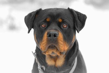 Obraz premium Dog of breed Rottweiler.