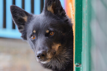 Adorable mongrel dog in animal shelter.