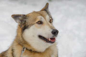 Laika dog portrait in winter.