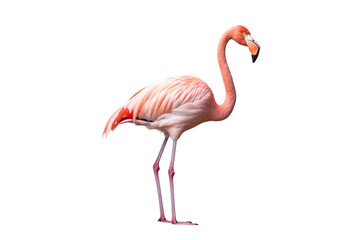 Whimsical Flamingo Isolated on Transparent Background. Ai