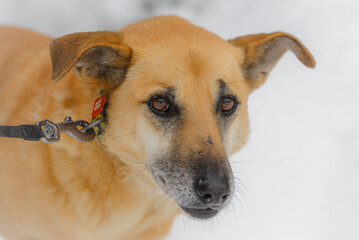 Closeup portrait photo of adorable mongrel dog.