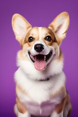 Cute welsh corgi dog on a purple background
