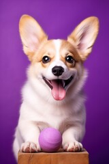 Cute welsh corgi dog on a purple background