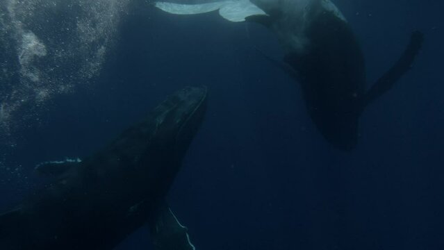 two humpback whales underwater playing