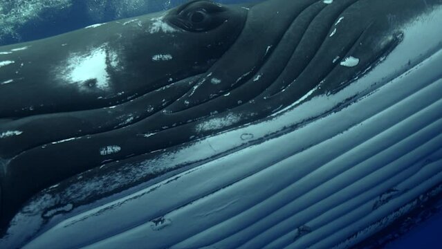eye of humpback whale close up looking straight to camera