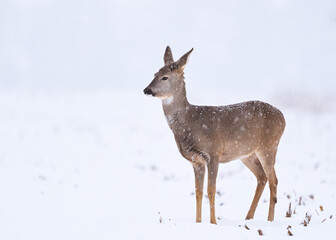 Female roe deer (Capreolus capreolus) standing in a snow covered field