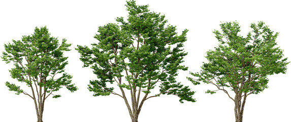 trident maple plant hq arch viz cutout trees - obrazy, fototapety, plakaty