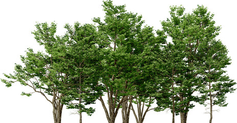 trident maple plant hq arch viz cutout treeline