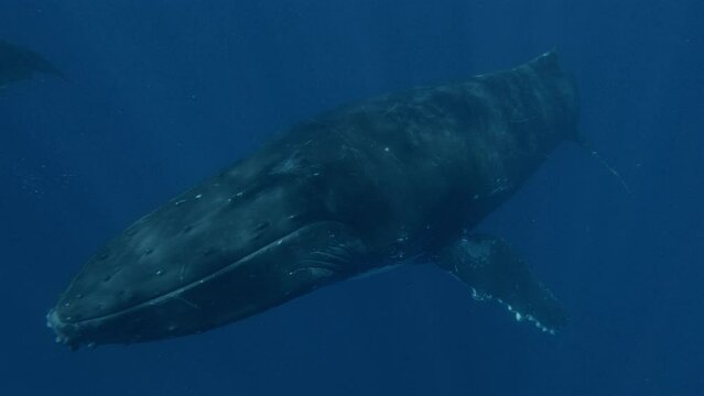 whale passing by fast and close
