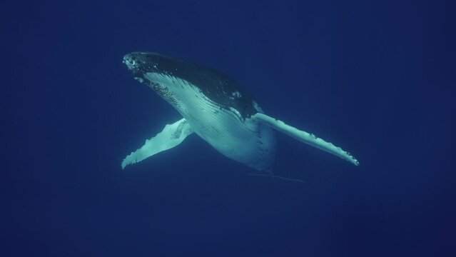 humpback whale posing to cameraman 