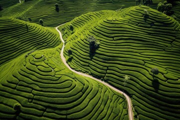 Tea Plantation in the Cameron Highlands, Malaysia. The tea plantation is one of the most popular...