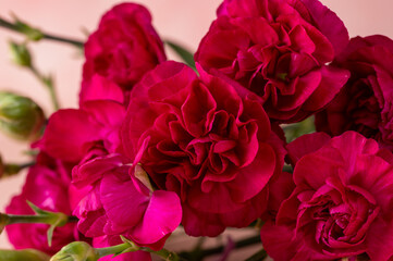Bouquet of red carnation fresh flower. Greeting card, pink background with copy space. 
