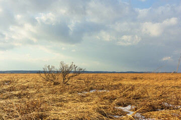 黄金色の冬の原野