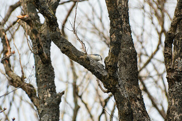 冬の森とゴジュウカラ