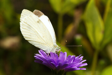 close-up of a white butterfly on a purple flower, cabbage white butterfly, autumn aster, wildlive,
