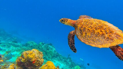 Life in the ocean. A sea turtle swims underwater near the coral reefs off the islands. Green...