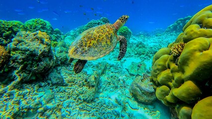 Obraz na płótnie Canvas Life in the ocean. A sea turtle swims underwater near the coral reefs off the islands. Green Planet. Diver. Fish. Travel around the world. Diving to depth. Scuba diver. Underwater reef coral garden.