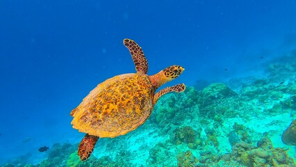 Life in the ocean. A sea turtle swims underwater near the coral reefs off the islands. Green Planet. Diver. Fish. Travel around the world. Diving to depth. Scuba diver. Underwater reef coral garden.