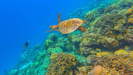 Fototapeta premium Life in the ocean. A sea turtle swims underwater near the coral reefs off the islands. Green Planet. Diver. Fish. Travel around the world. Diving to depth. Scuba diver. Underwater reef coral garden.