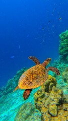 Fototapeta na wymiar Life in the ocean. A sea turtle swims underwater near the coral reefs off the islands. Green Planet. Diver. Fish. Travel around the world. Diving to depth. Scuba diver. Underwater reef coral garden.