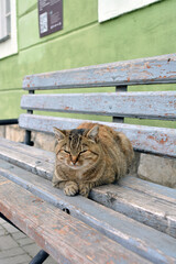 Cute cat sitting on a bench