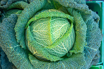 Fresh ripe head of green cabbage (Brassica oleracea) with lots of leaves from local gardens for sale at a street market. Organic farming, healthy food, BIO viands, back to nature concept.