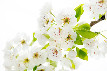 Pear tree blossoms. Blooming pear tree branch with flowers isolated on white background. Flowering at spring