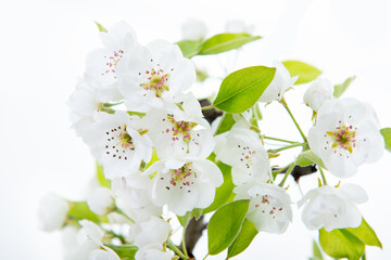 Pear tree blossoms. Blooming pear tree branch with flowers isolated on white background. Flowering at spring