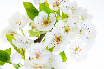 Pear tree blossoms. Blooming pear tree branch with flowers isolated on white background. Flowering at spring