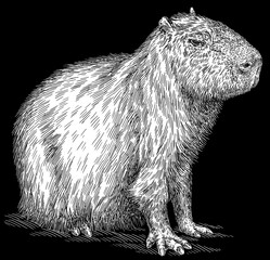 Vintage engraving isolated capybara set illustration rodent ink sketch. Gnawer background silhouette art. Black and white hand drawn image