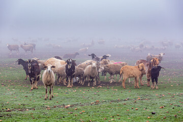 Goats and sheep on the farm on a cold foggy autumn day. Livestock, sheep.