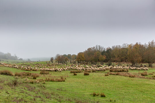 Flock of sheep and goats grazing through the valley meadow on a cold foggy autumn day. Ardoncino, León, Spain.